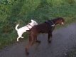 Lexie et Largo